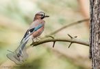 Jay