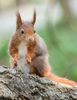 Red Squirrel