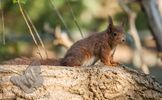 Red Squirrel