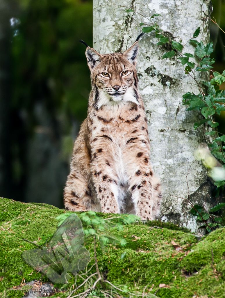 Lynx
