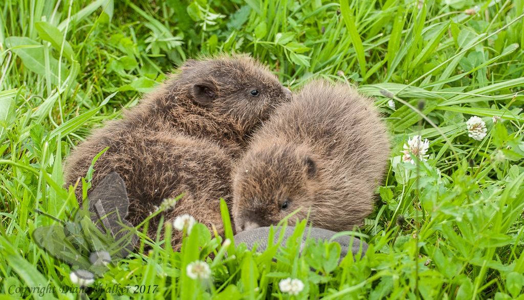 Beaver Kits