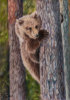 Bear Cub up a Tree