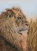 Male Lion