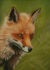 Red Fox