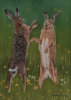 Hares Boxing
