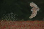 Barn Owl over Poppy Field