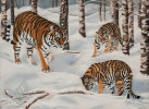 Amur Tigers in The Snow