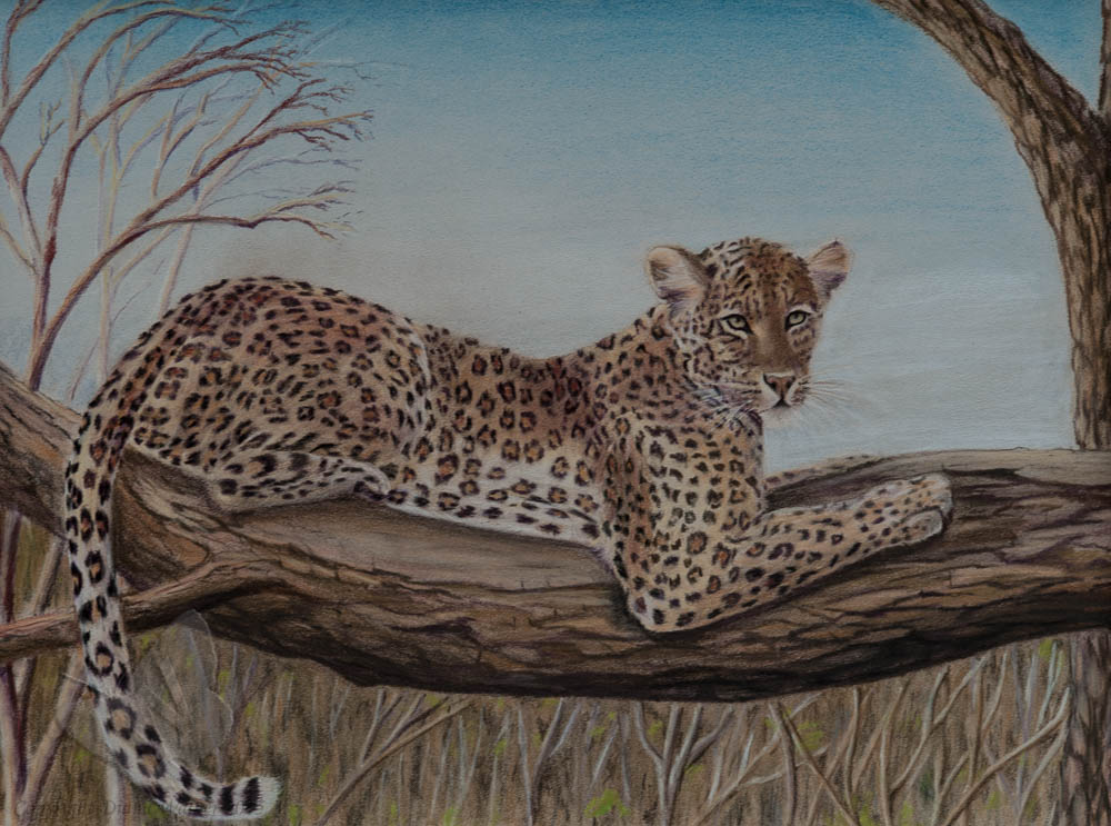 Leopard in Tree