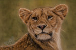 Lioness