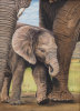 Sutton, the baby elephant