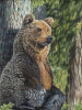 Brown Bear Having a Scratch