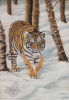 Amur Tiger Cub