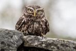 Little Owl