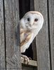 Barn Owl