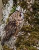 Long-eared owl,