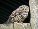 Little Owl