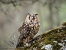 Long-eared owl,