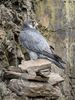 Peregrine Falcon