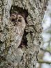 Tawny Owl