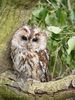 Tawny Owl