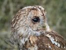Tawny Owl