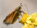 Large Skipper