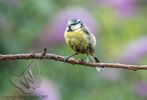 Blue Tit in the Rain