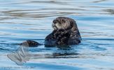Sea Otter