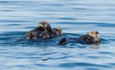 Sea Otters