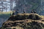 Cormorants