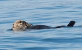Sea Otter