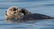 Sea Otter