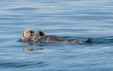 Sea Otter