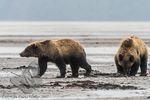 2 Young Bears