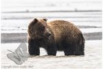 Grizzly bear