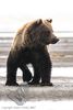 Grizzly bear