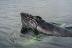 Humpback Whale