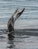 Humpback Whale Flukes