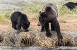 Mother with Cub