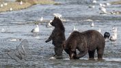 Bear Cubs fishing