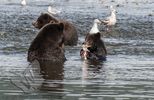 Bear Cubs fishing
