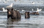 Bears fishing
