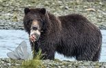 Grizzly bear with Salmon