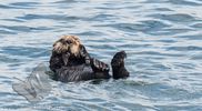 Sea Otters