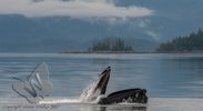 Humpbacked whale bubble feeding