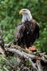 Bald Eagle with Salmon