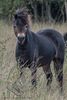 Exmoor Pony