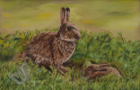 Rabbits