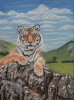 Tiger on a rock