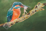 Kingfisher with Fish